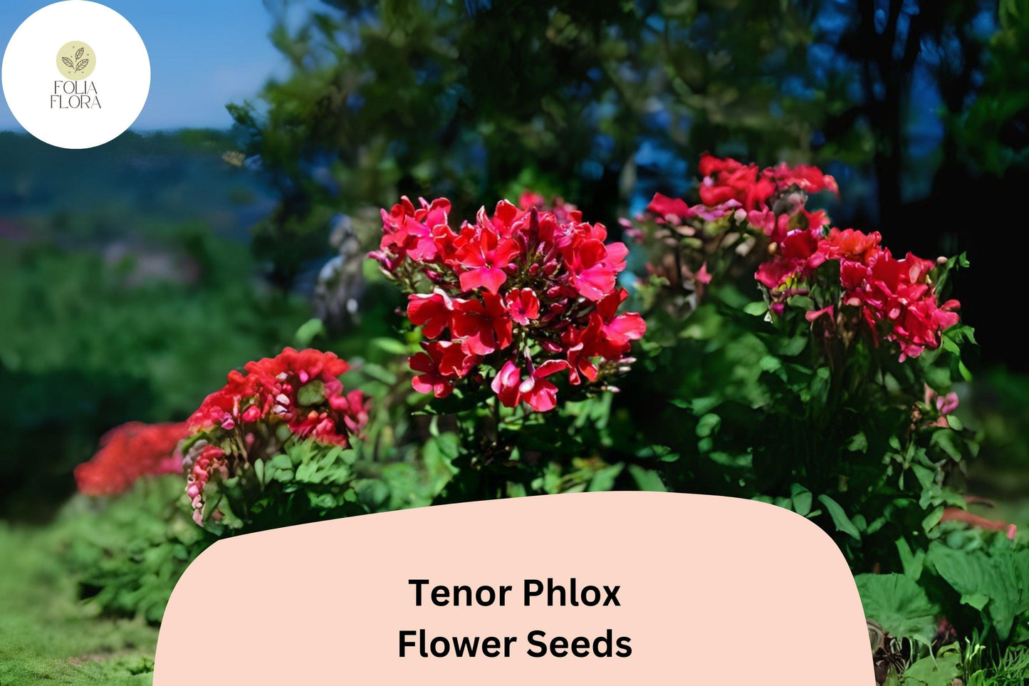 100+ Tenor Phlox Seeds – Bright Red Summer Garden Flowers, Phlox paniculata