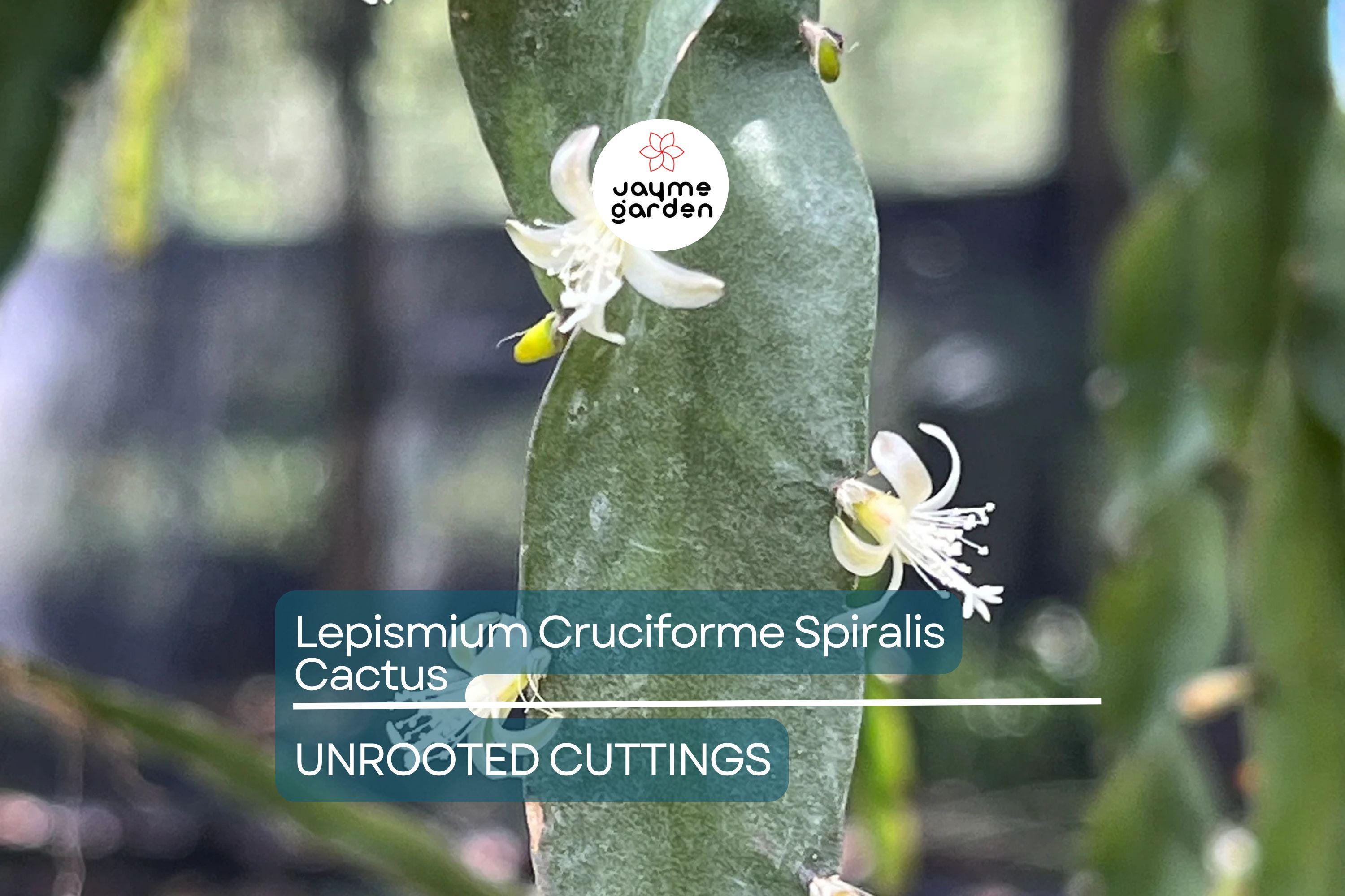 Lepismium Cruciforme Spiralis Cactus | 3 Unrooted Cuttings 4-8" | Rare Epiphytic Cactus for Grafting or Rooting