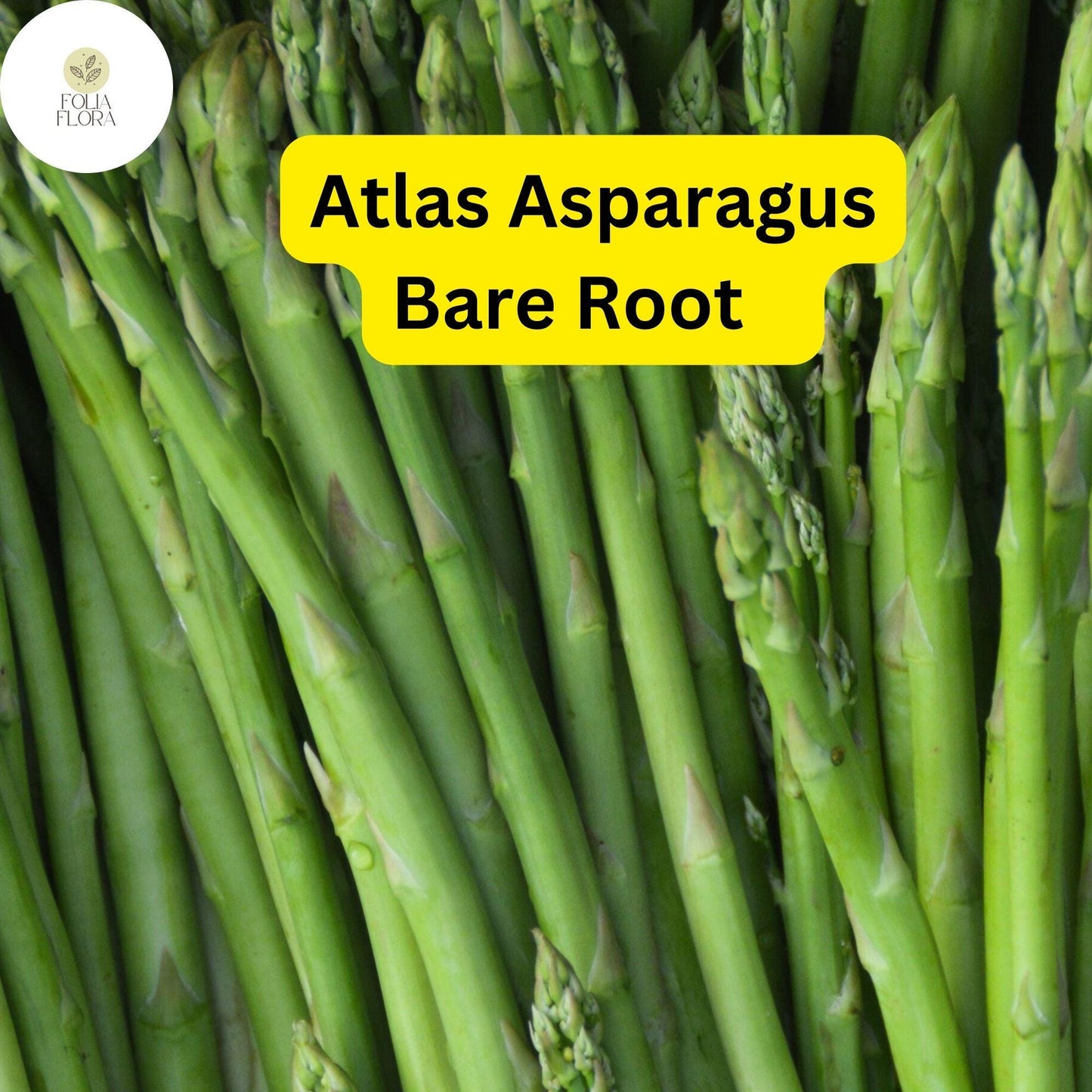 25 Bare Root Plants Green Atlas Asparagus, 2-Year Crowns, Asparagus officinalis, Easy to Grow Garden Starter