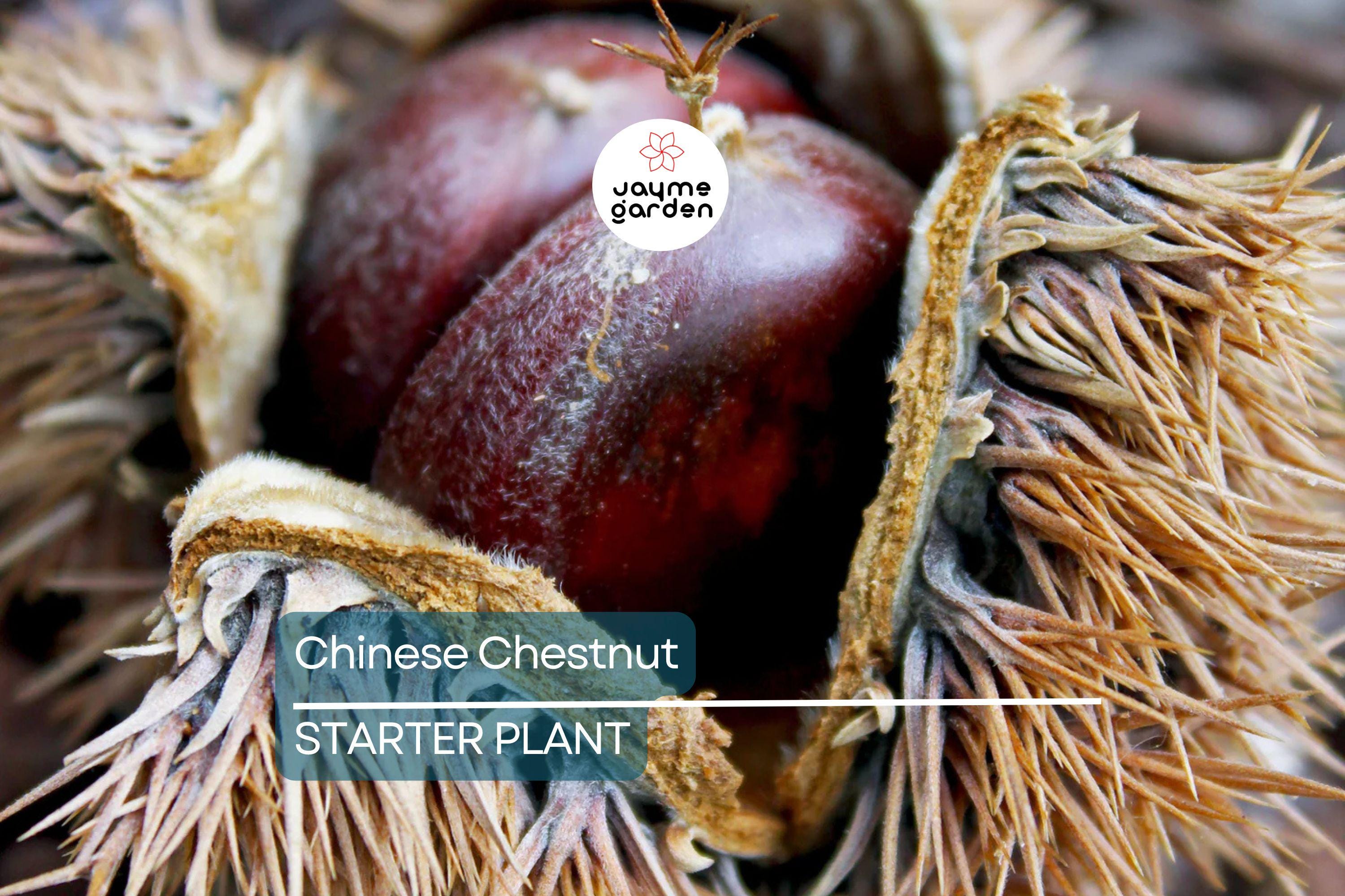 Chinese Chestnut Tree (2 Pack) – Live Bare Root Plant, Blight Resistant, Edible Nuts, Grows 40-60', Full Sun, Zones 3-9