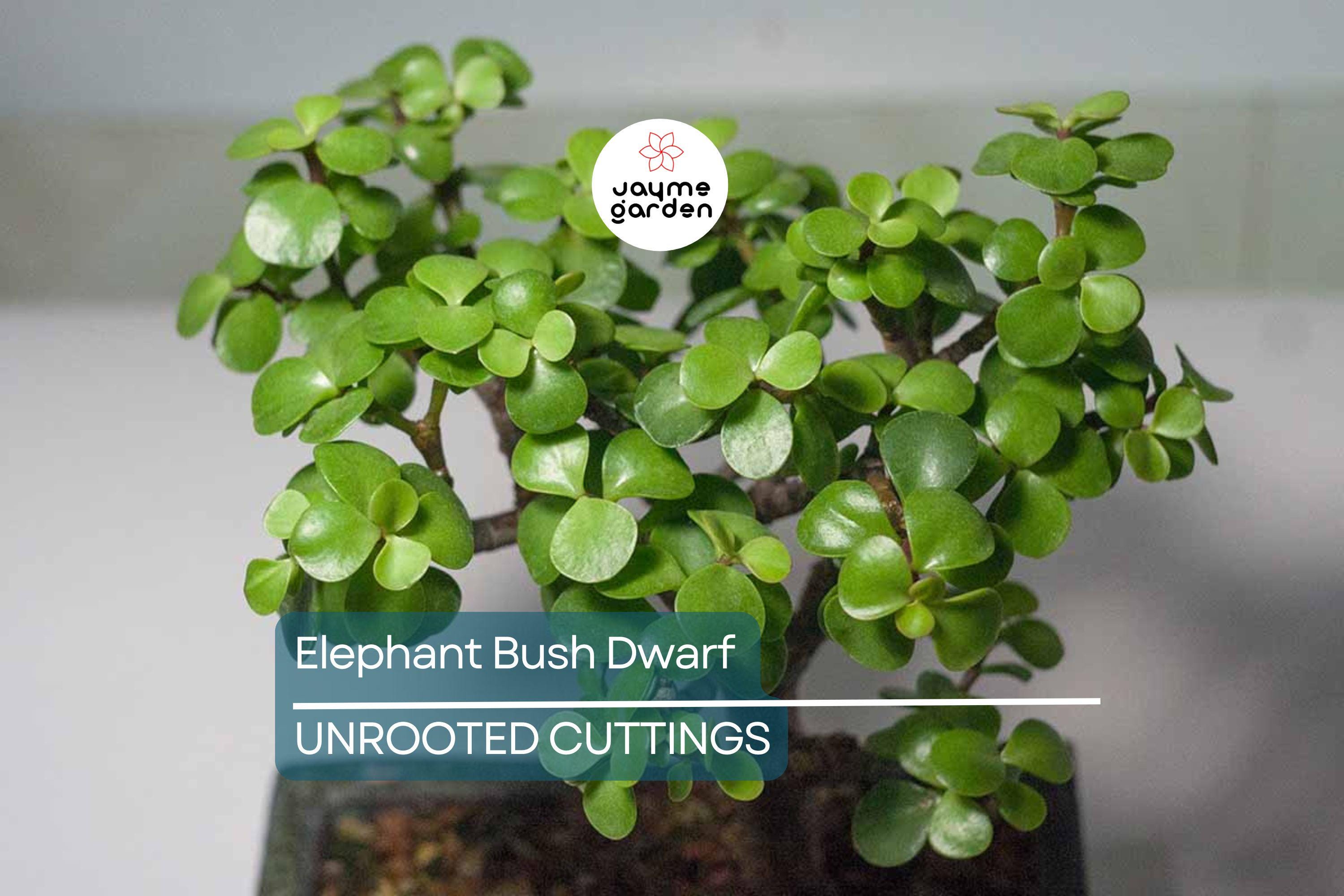 Elephant Bush (Portulacaria Afra) | 11 Fresh Cuttings (7-12”) | Dwarf Jade Succulent | Green & Red Stems | Easy to Grow |