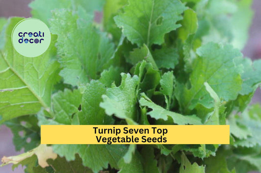 3pcs of 1g Seven Top Turnip Seeds – Fast-Growing Greens for Cooking, Smooth Leafy Tops, Great for Garden or Microgreens Seeds for Planting