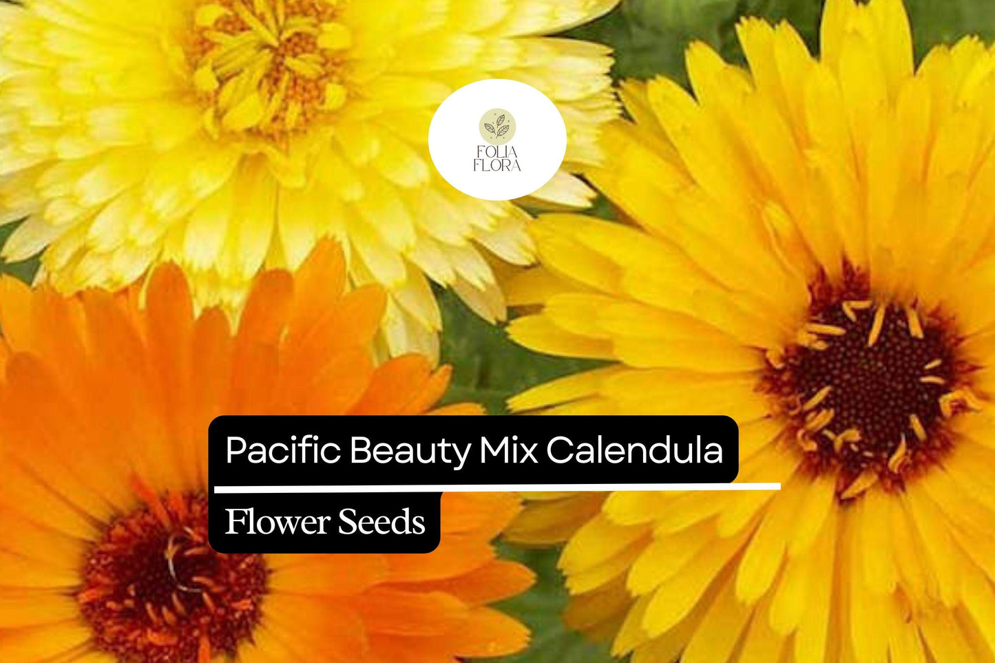 Pacific Beauty Mix Calendula (Calendula officinalis) | 50-1000 Seeds – Bright, Vibrant Blooms for Gardens