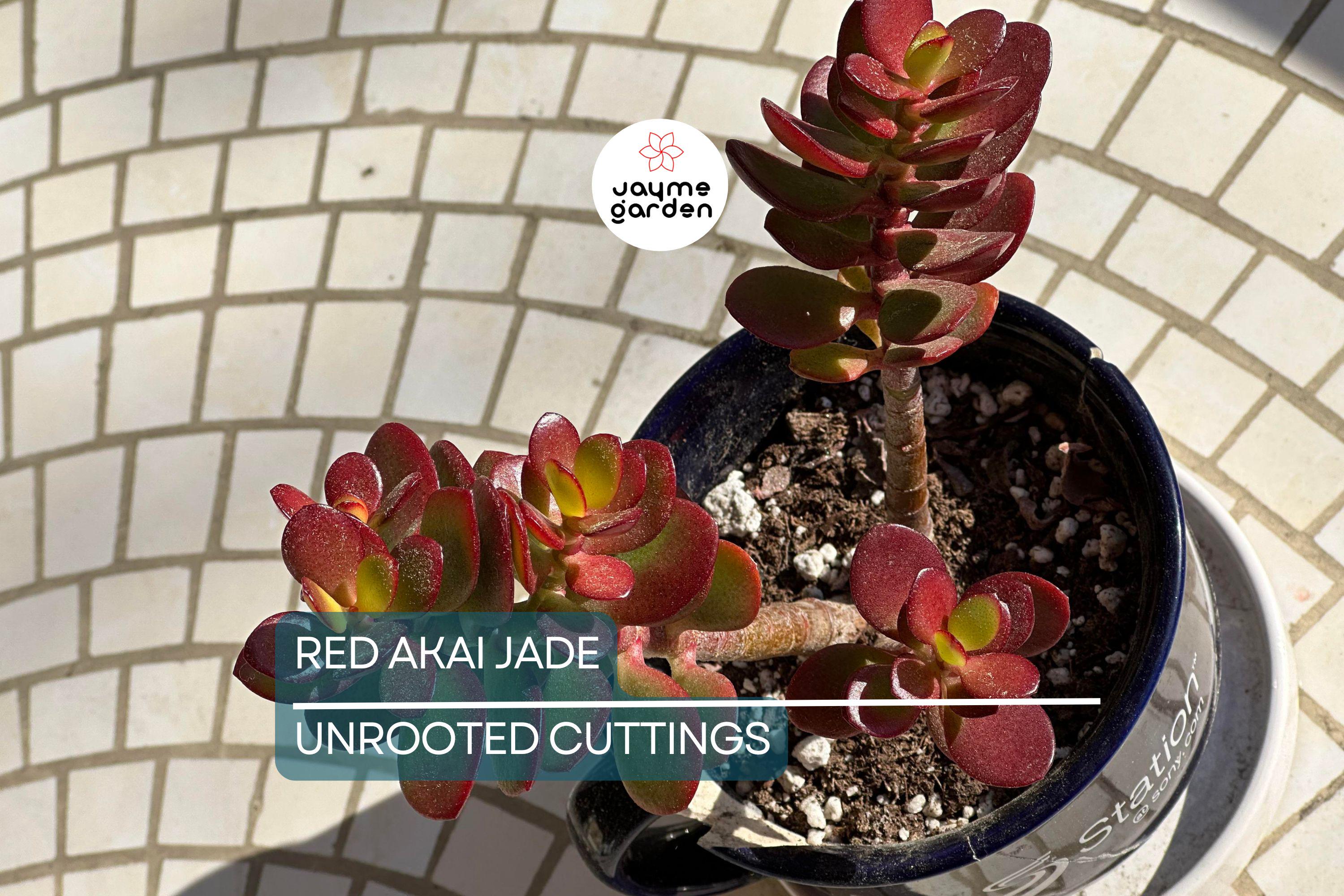 Rare Red Akai Jade Succulent Crassula Ovata Cutting - 5-6" Unrooted, Unique Color, Great for Propagation