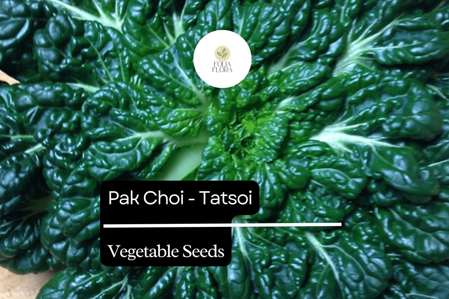 500mg Pak Choi Tatsoi Seeds Brassica rapa for Planting | Heirloom Asian Greens for Salads, Stir-Fries, and Soups