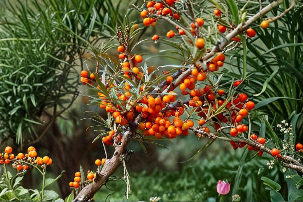 Hippophae rhamnoides – Sea Buckthorn Seeds | 20 Seeds | Hardy Berry Shrub | Bright Orange Superfruit Plant