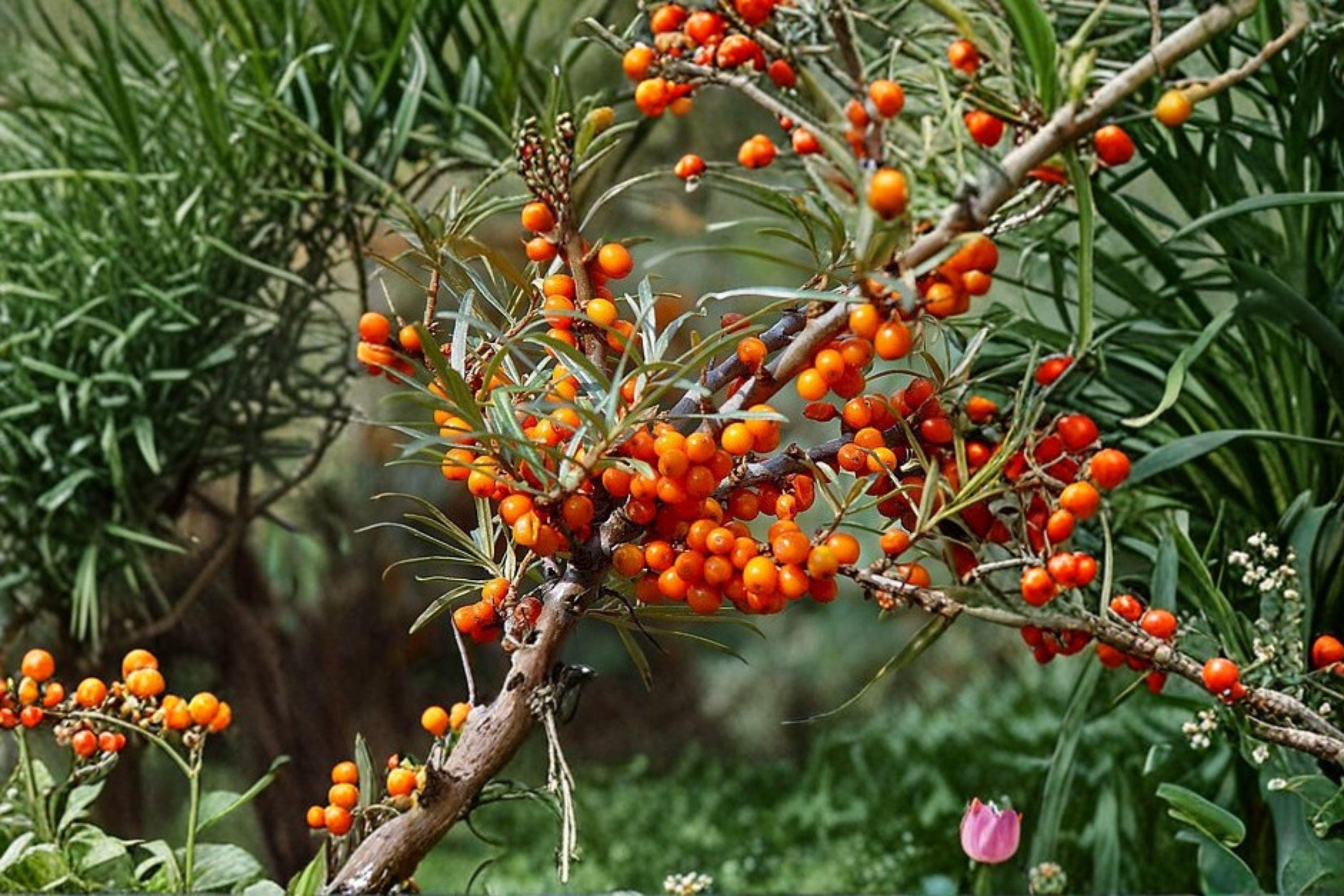 Hippophae rhamnoides – Sea Buckthorn Seeds | 20 Seeds | Hardy Berry Shrub | Bright Orange Superfruit Plant