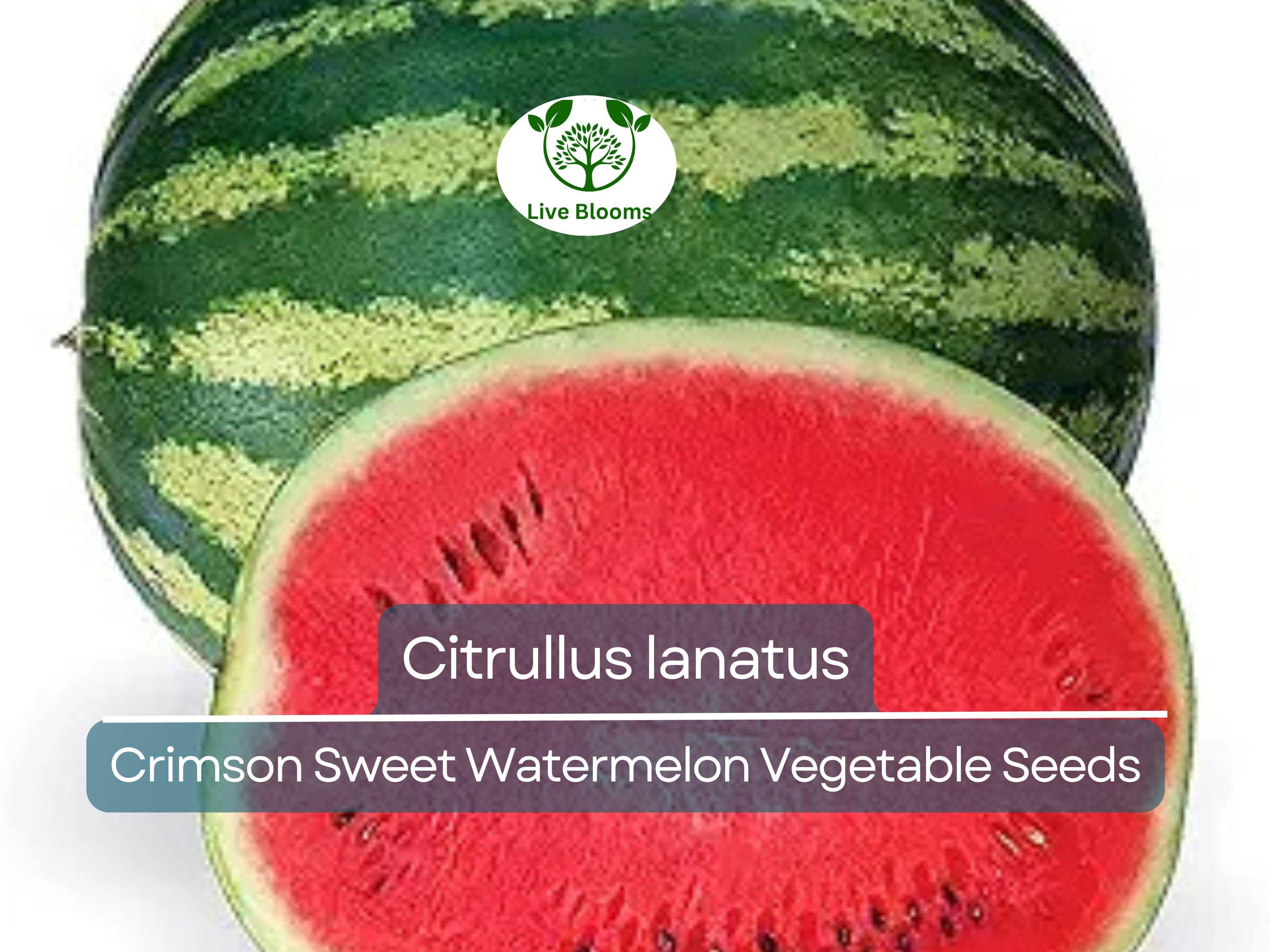2 Gram Seeds Watermelon Crimson Sweet – Citrullus lanatus | Heirloom Seeds for Planting, Juicy and Sweet Watermelon Variety