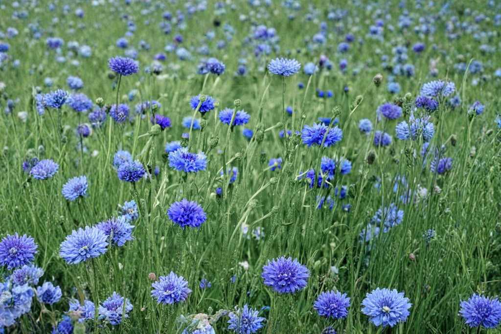 Blue Bachelor’s Button – Centaurea cyanus Seeds | 100 Seeds | Classic Cornflower | Easy Annual
