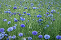 Blue Bachelor’s Button – Centaurea cyanus Seeds | 100 Seeds | Classic Cornflower | Easy Annual
