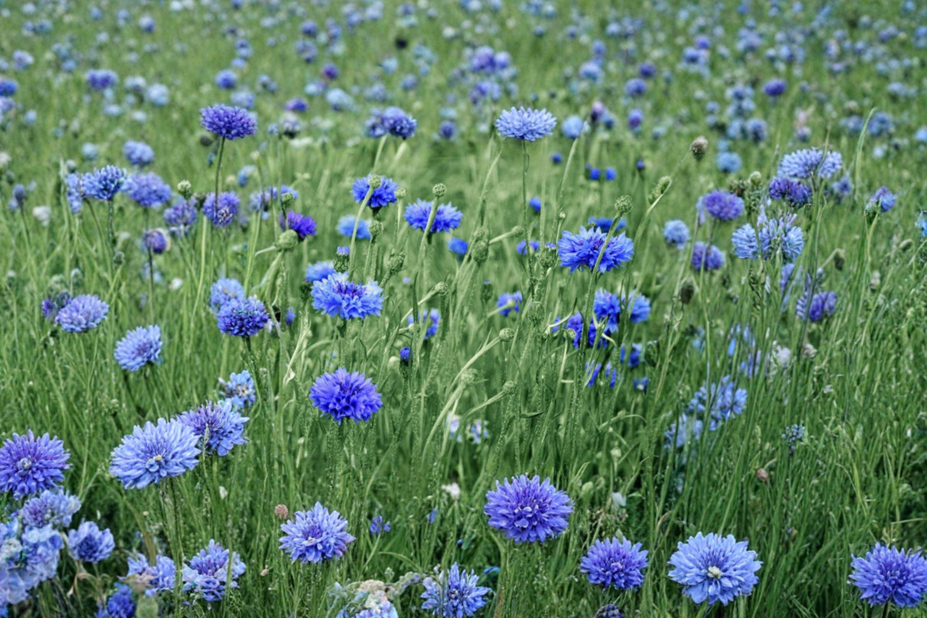 Blue Bachelor’s Button – Centaurea cyanus Seeds | 100 Seeds | Classic Cornflower | Easy Annual