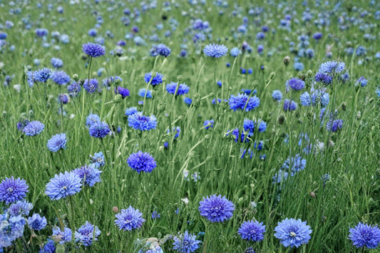 Blue Bachelor’s Button – Centaurea cyanus Seeds | 100 Seeds | Classic Cornflower | Easy Annual