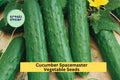 3pcs x 1g Cucumber Spacemaster 80 Seeds – Compact Bush Variety for Containers, Raised Beds, or Small Garden Spaces Seeds for Planting