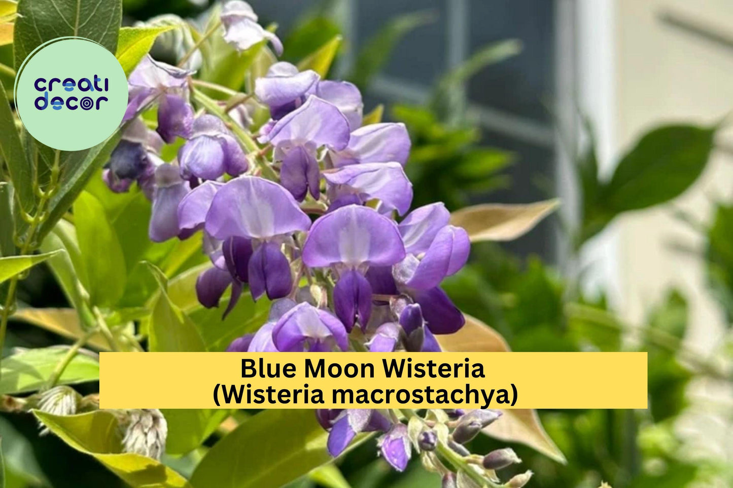 Blue Moon Wisteria – Wisteria macrostachya – Live 6–14” Starter Plant, Hardy Fragrant Perennial Vine for Trellis or Garden