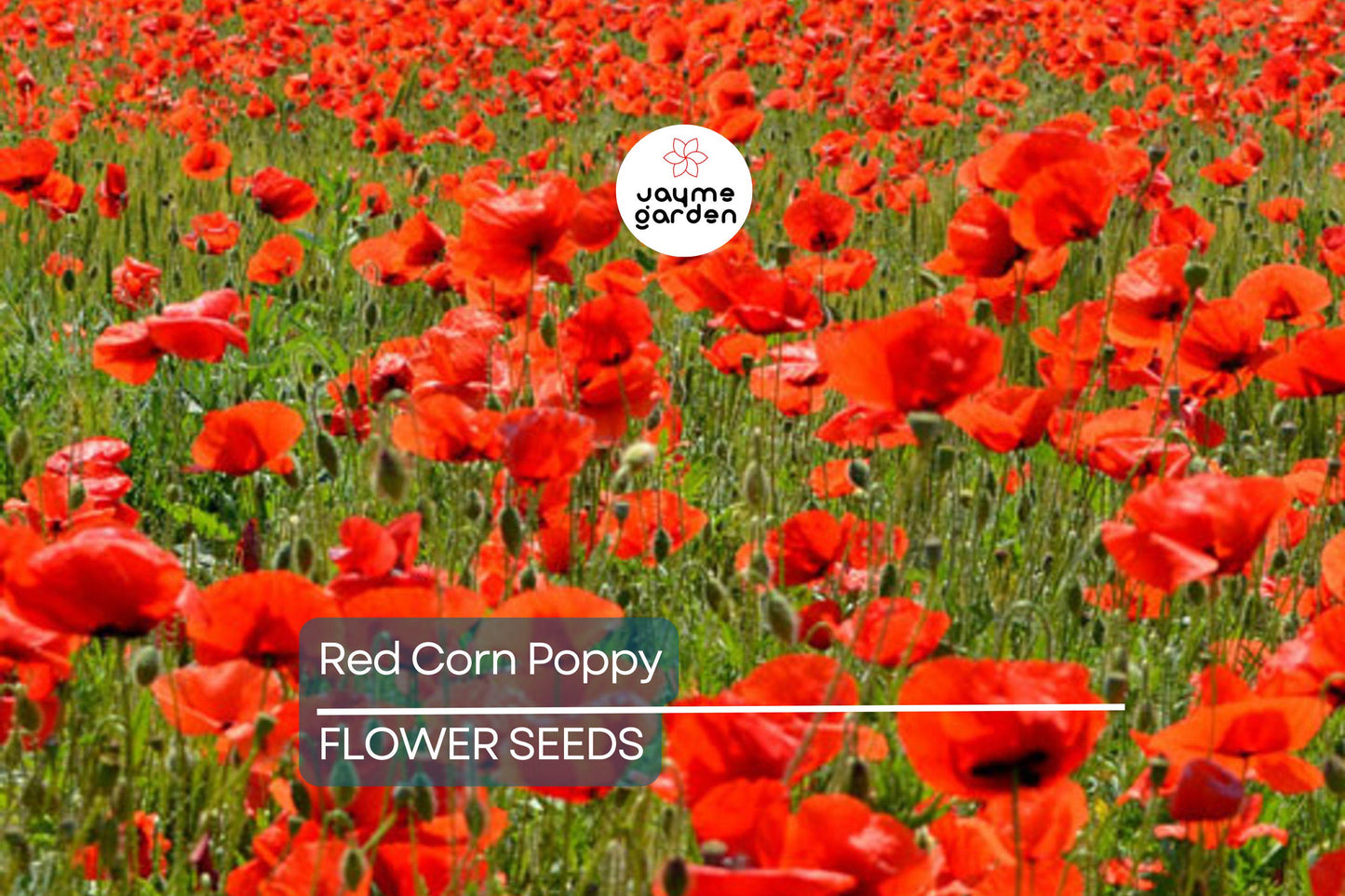 3000 Red Corn Poppy Seeds - Papaver Rhoeas, Bright Red Blooms, Free Shipping