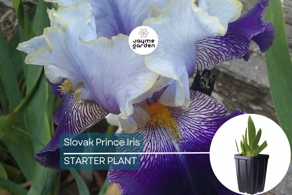 Slovak Prince Iris – 36" Tall | Fragrant Purple, White & Gold Flowers | Quart Pot | Perennial, Deer-Resistant | Zones 3-10