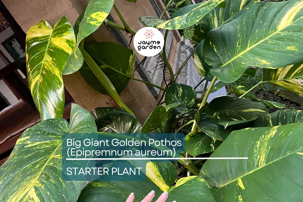Big Giant Golden Pothos (Epipremnum aureum) Live Tropical Houseplant 12”-24” | Low Maintenance & Air-Purifying