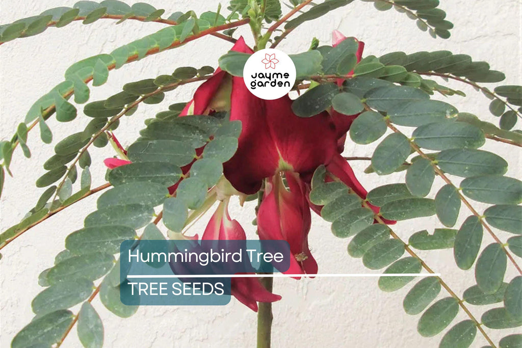 20 Hummingbird Tree Seeds (Sesbania grandiflora) "Agati" – Tropical 50 Ft Tree, Fast Growing & Rare Flowering Plant