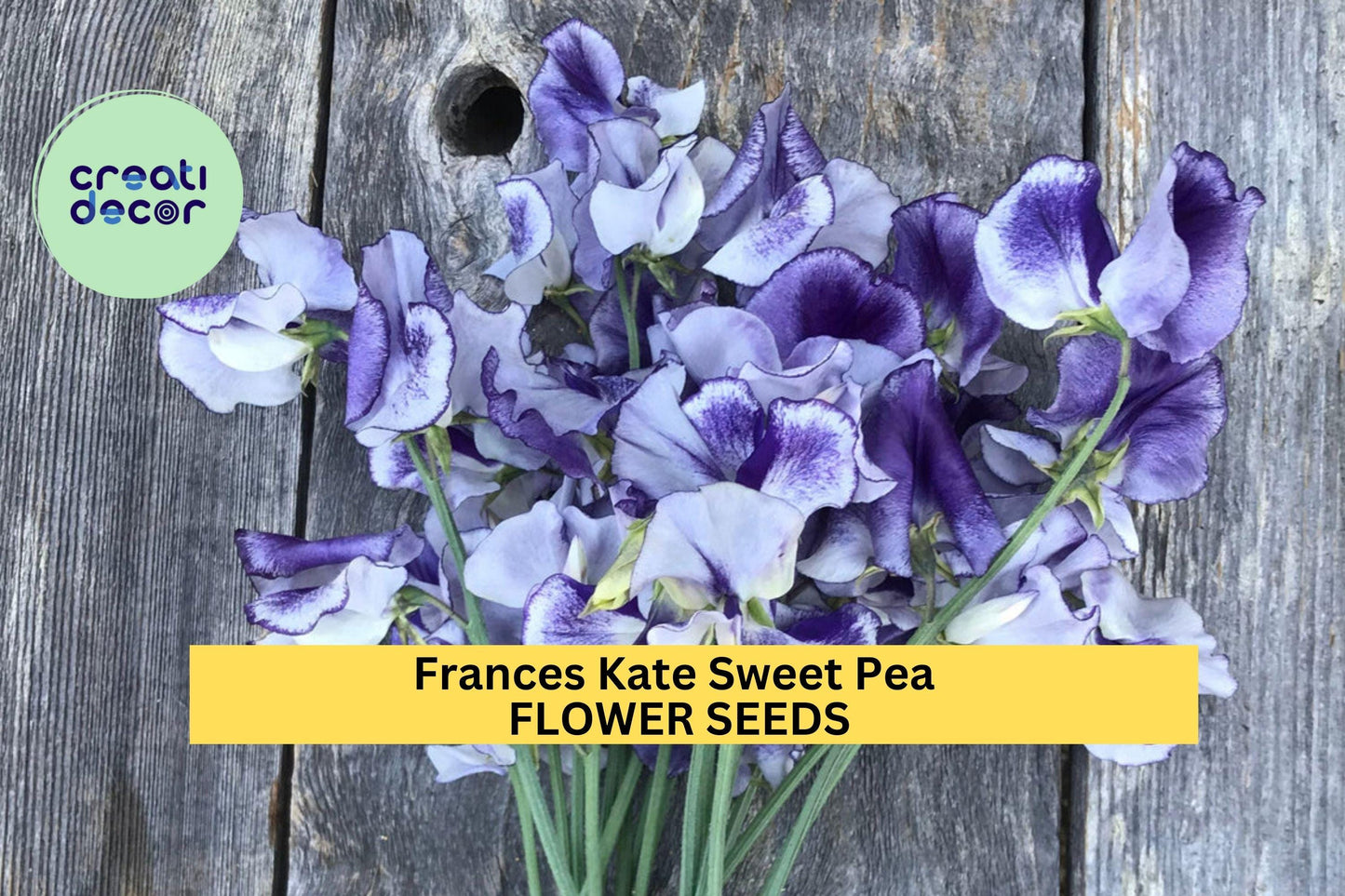50+ Frances Kate Sweet Pea Seeds – Rich Purple Fragrant Blooms for Garden Planting, Climbing Vines for Trellises & Bouquets – USA