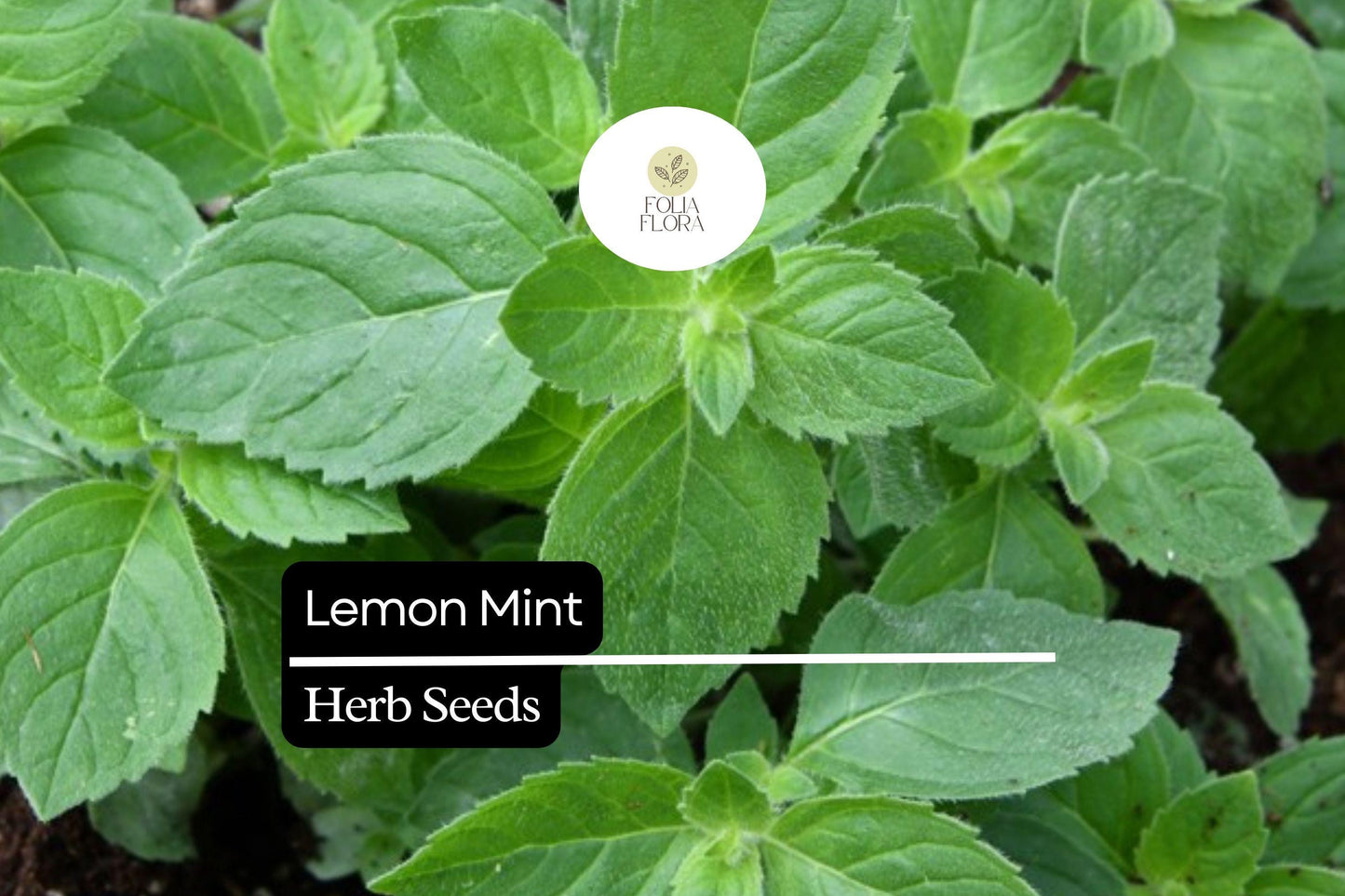1000 Seeds Lemon Mint, Monarda Citriodora, Fragrant Herb for Teas, Culinary Use, and Pollinator Gardens
