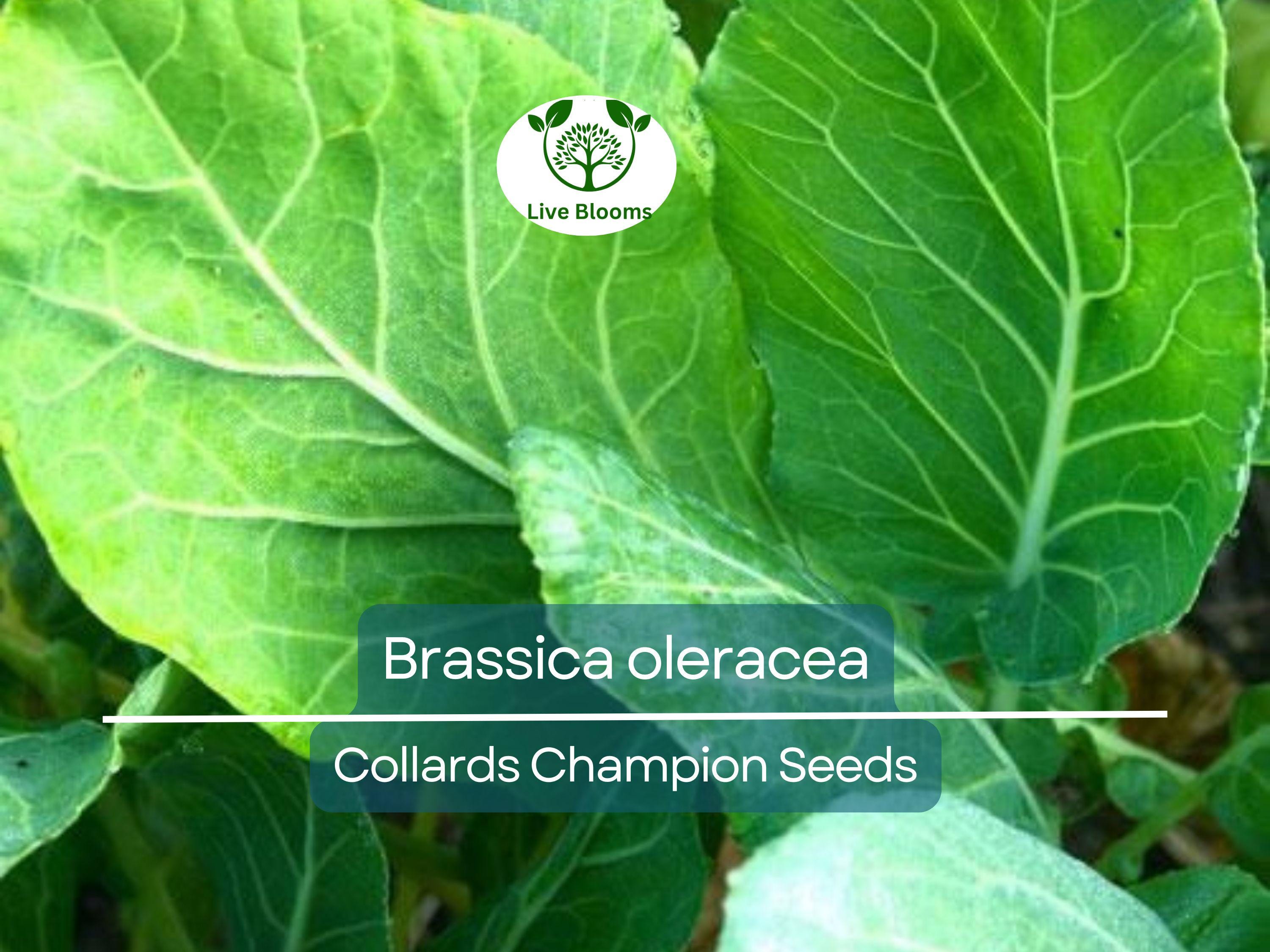 300 Seeds Collards Champion – Brassica oleracea | Heirloom Collard Greens for Planting, Gardening & Nutritious Harvests