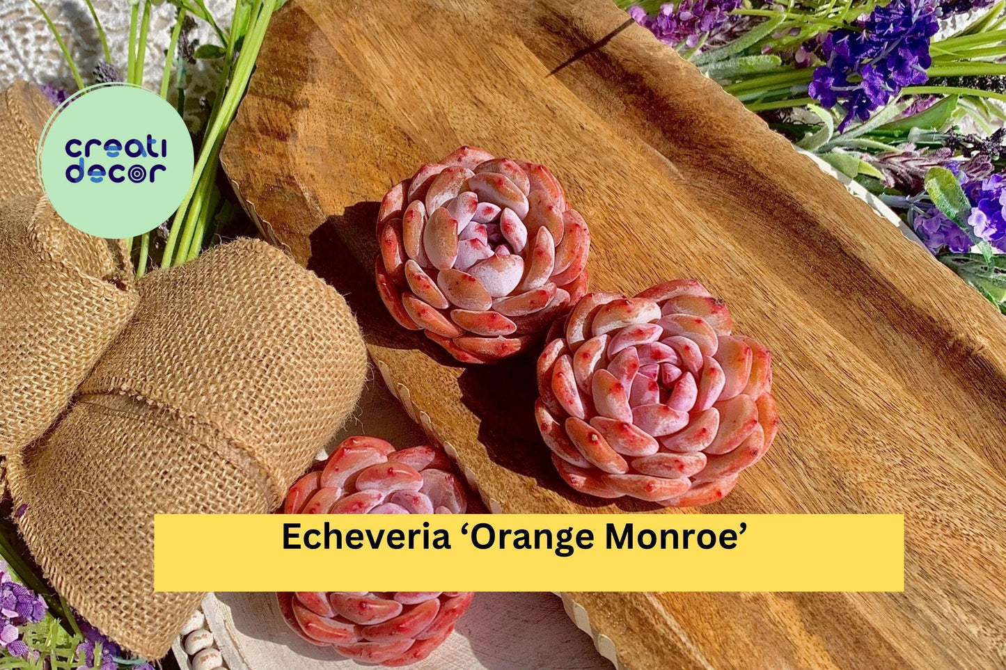 Echeveria ‘Orange Monroe’ – Rare Succulent Plant, Bare Root Easy Care Live Rosette for Indoor Decor or Outdoor Container Garden