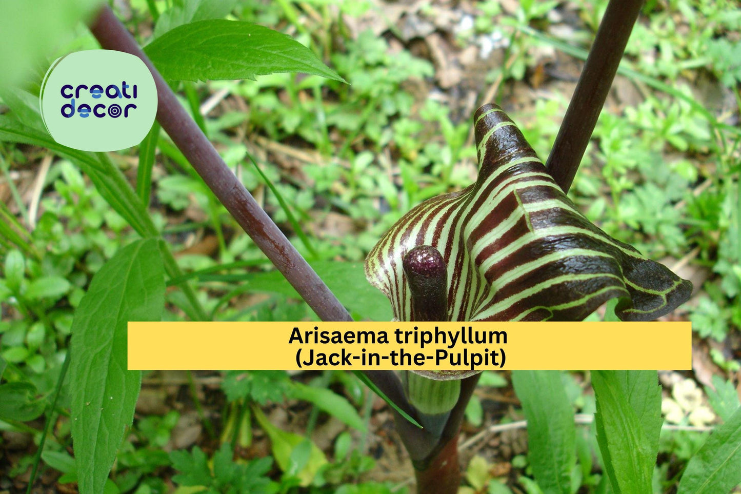 Arisaema triphyllum Seeds – Jack-in-the-Pulpit Native Woodland Plant, 5 Seeds for Shade Gardens