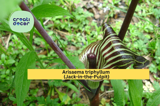 Arisaema triphyllum Seeds – Jack-in-the-Pulpit Native Woodland Plant, 5 Seeds for Shade Gardens