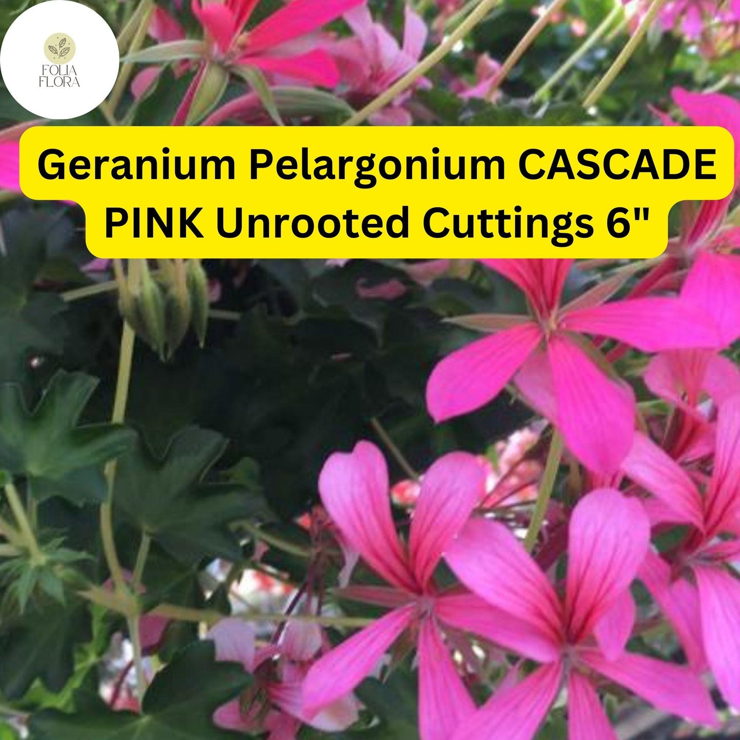 Geranium Pelargonium ‘Cascade Pink’ | 3 Live 6” Unrooted Cuttings | Trailing Flowering Plant, Vibrant Blooms, Easy-Care