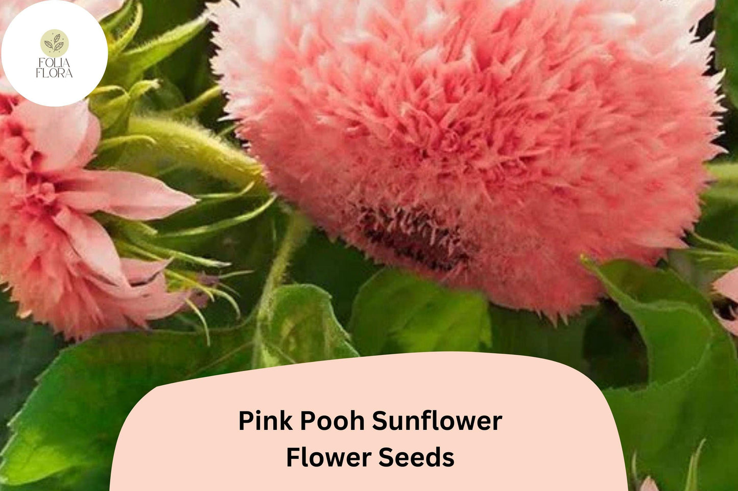 50 Pink Pooh Sunflower Seeds | Rare Soft Pink Blooms | Unique Garden Flower | Easy to Grow | Non-GMO | Pollinator-Friendly