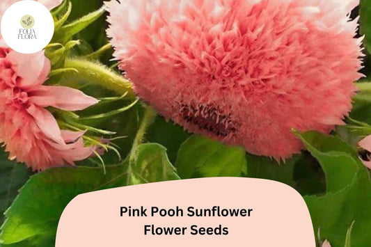50 Pink Pooh Sunflower Seeds | Rare Soft Pink Blooms | Unique Garden Flower | Easy to Grow | Non-GMO | Pollinator-Friendly