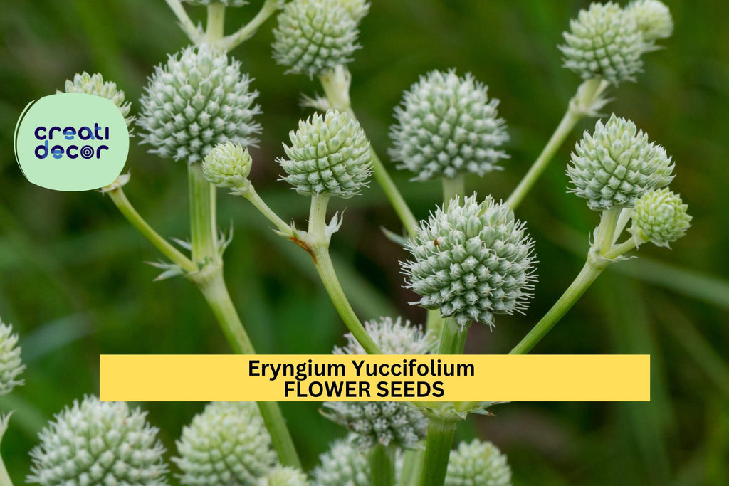 3pcs of 1g Eryngium yuccifolium Seeds – Rattlesnake Master for Native Gardens, Pollinator Beds, or Prairie Landscapes Seeds for Planting
