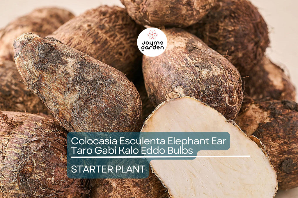 15 Colocasia Esculenta Bulbs - Elephant Ear Taro, Gabi, Kalo, Eddo - Ready to Grow, Tropical Plants