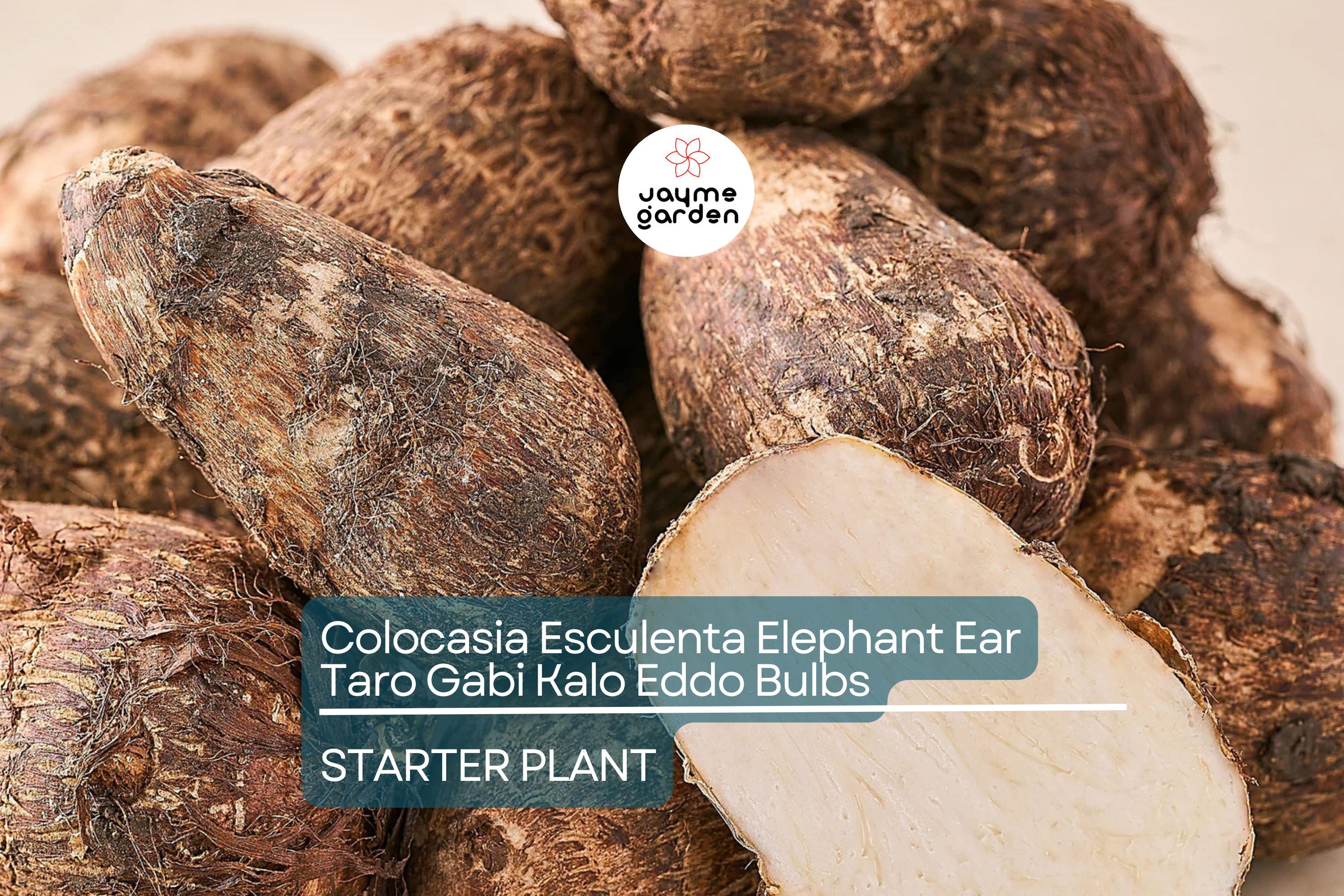 15 Colocasia Esculenta Bulbs - Elephant Ear Taro, Gabi, Kalo, Eddo - Ready to Grow, Tropical Plants