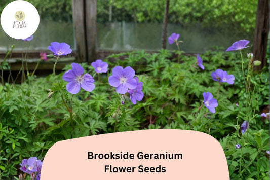 25+ Brookside Geranium Seeds | Hardy Perennial Purple Cranesbill | Long-Blooming Garden Flower