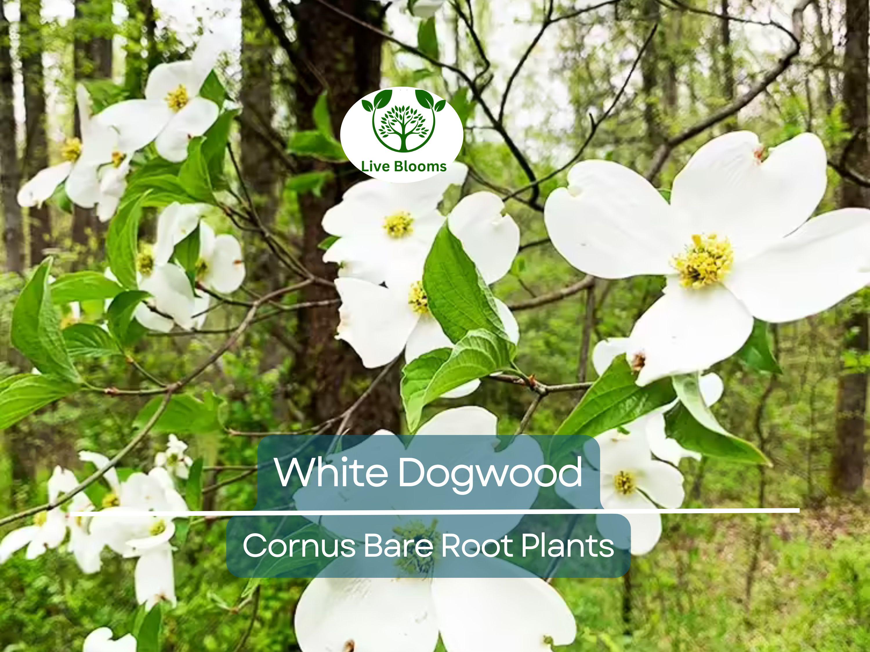 1 White Dogwood Tree – Cornus florida 12–24" Tall Bare Root Live Tree, Flowering Ornamental Tree for Landscape, Zones 5–9
