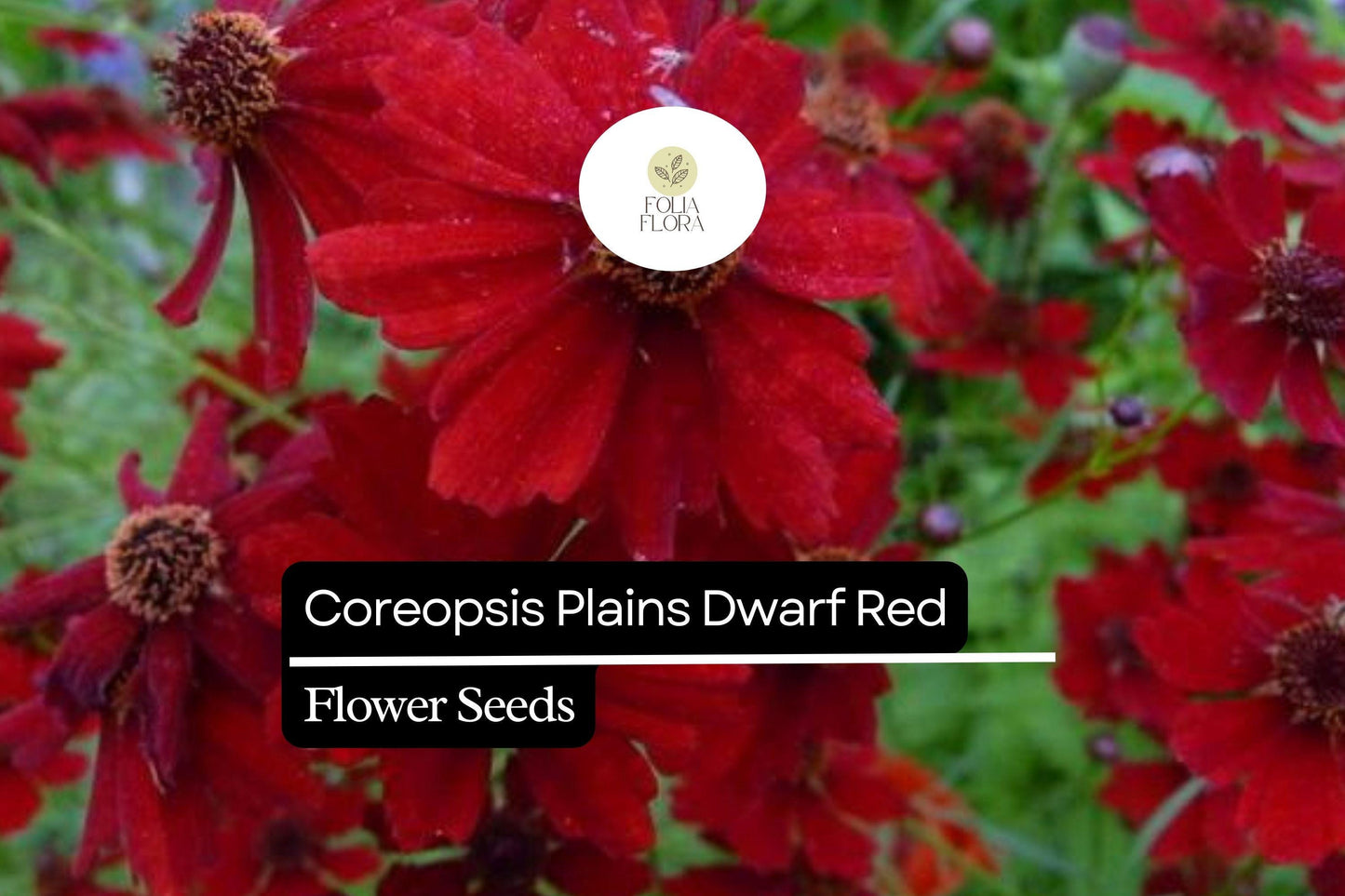 100mg Coreopsis Plains Dwarf Red Seeds, Coreopsis tinctoria, Compact Red Wildflower Blooms