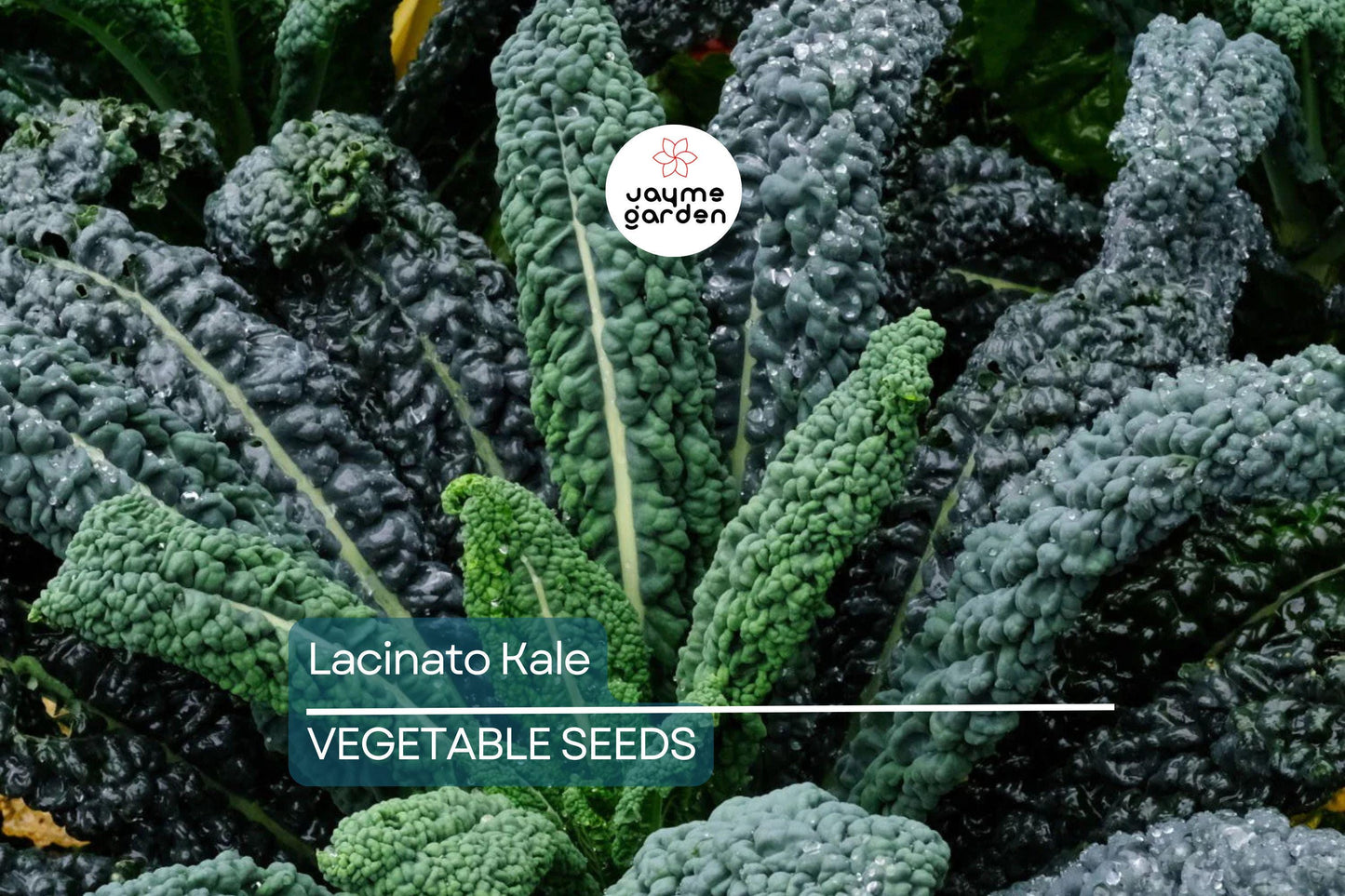 1,000 Lacinato Kale Seeds – Non-GMO Heirloom, Dinosaur Kale, Cold Hardy, Free Shipping