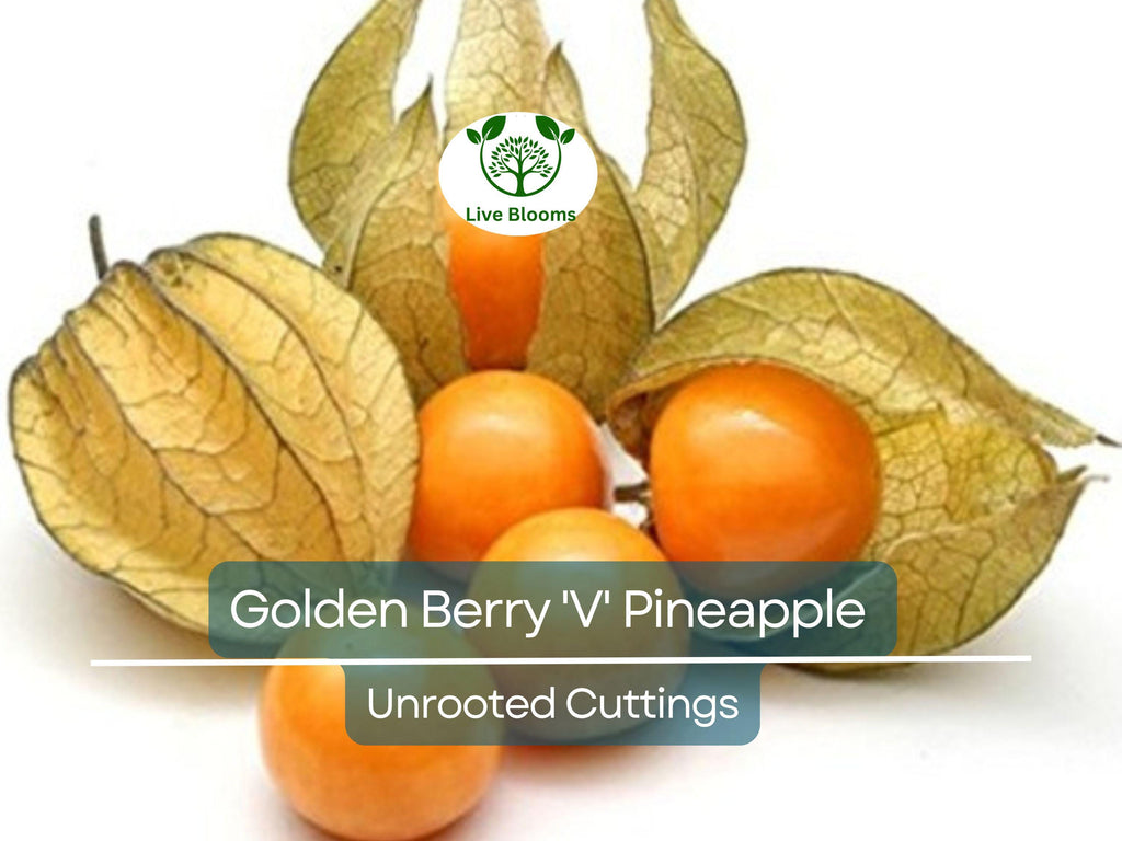 6 Golden Berry 'V' Pineapple Fresh Cuttings for Rooting, Physalis peruviana, Tropical Fruit Plant, Easy to Grow, Delicious Berries