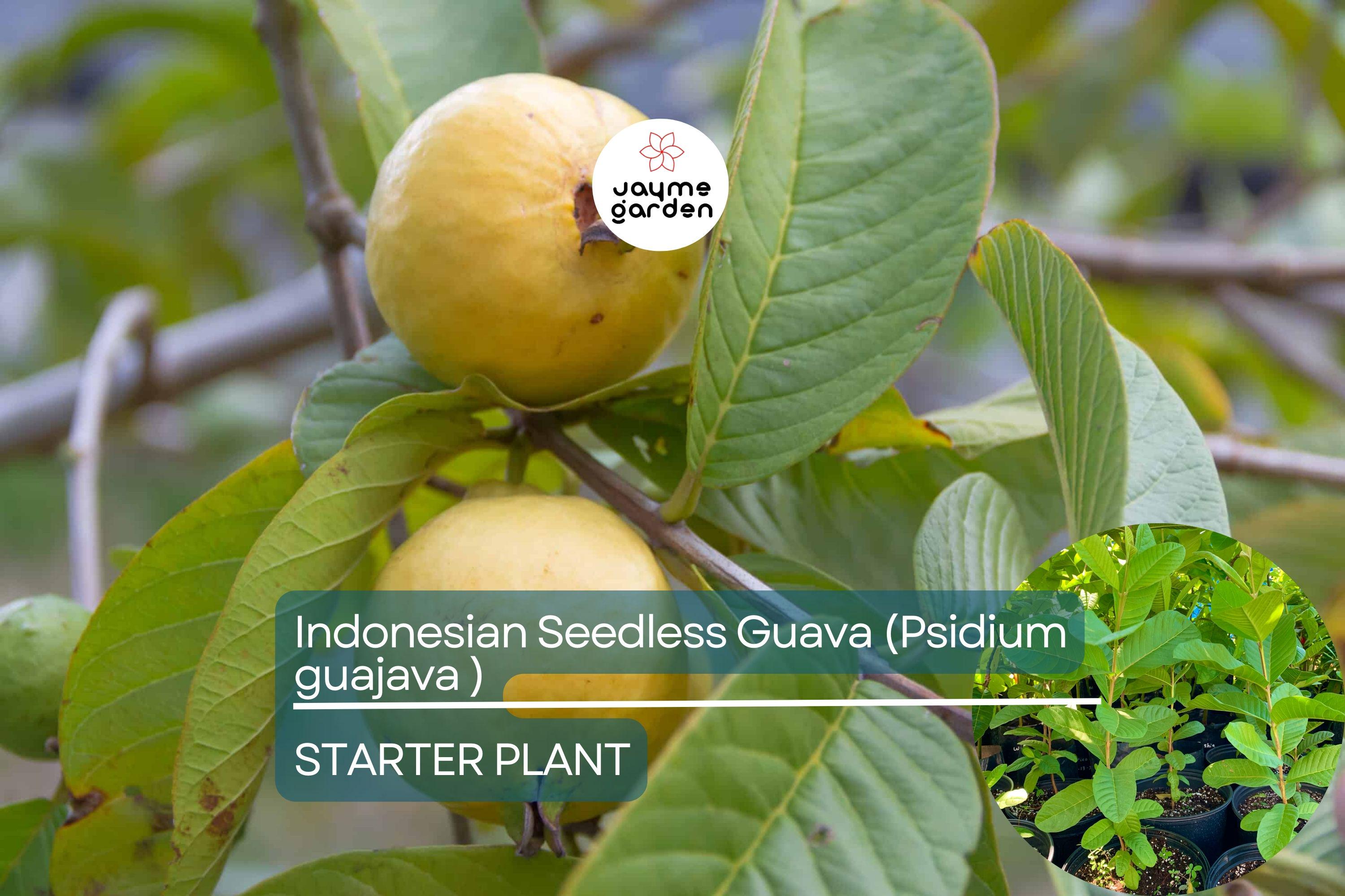 1 Indonesian Seedless Guava Tree (Psidium guajava) 1’-2’ Tall | Sweet & Juicy Seedless Guava Live Fruit Plant