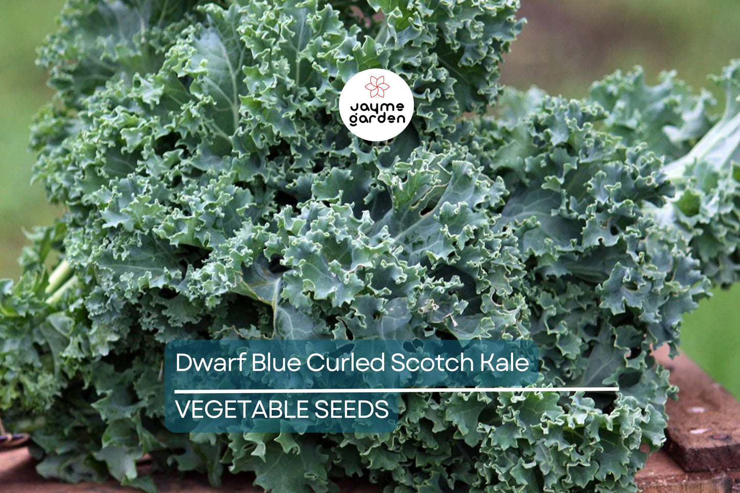 1,500 Dwarf Blue Curled Scotch Kale Seeds – Non-GMO Heirloom, Hardy, Free Shipping
