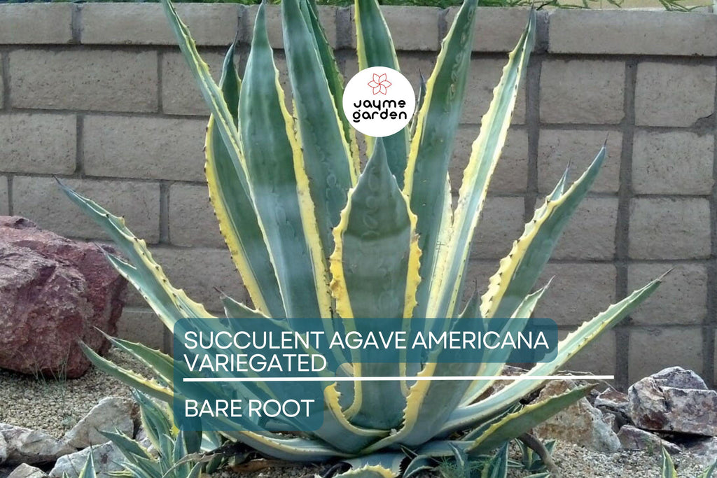 Variegated Agave Americana Century Plant – 6-12” Live Succulent, Green & Yellow