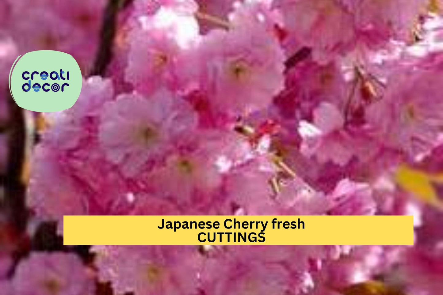 10 Japanese Cherry Cuttings | Fresh Unrooted Stems for Propagation | Ornamental Flowering Tree | Prunus serrulata Starter