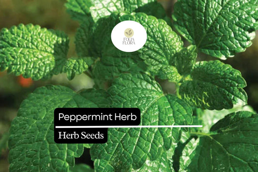 30mg Peppermint Herb Seeds | Mentha × piperita Fresh Aromatic Mint | Culinary & Medicinal Garden Herb