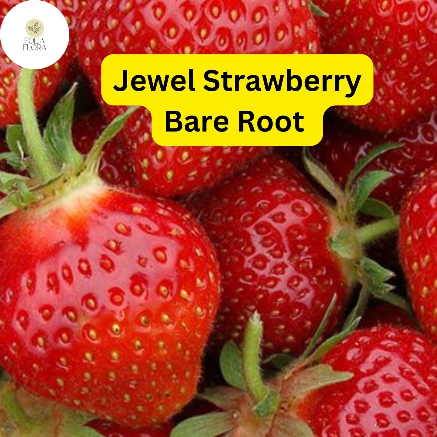 Jewel Strawberry - Fragaria x ananassa - Bare Root Strawberry Plants