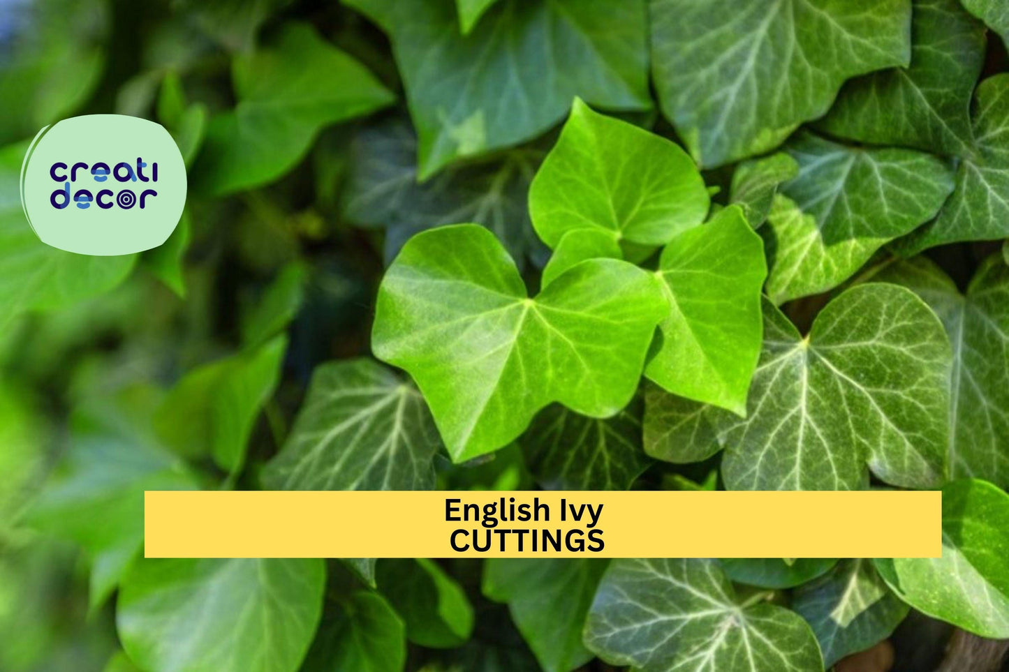 15 English Ivy Rooted Cuttings | Fast-Growing Evergreen Vine | Ready to Plant | Privacy, Ground Cover, Trellis Climber