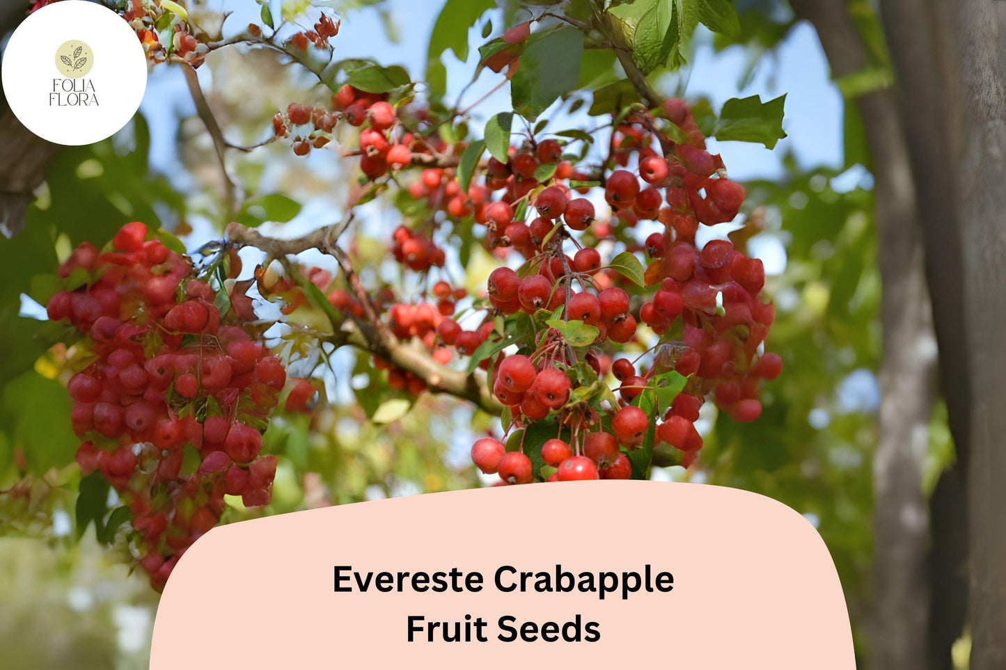 25+ Evereste Crabapple Seeds | Malus ‘Evereste’ Ornamental Tree | Pink Blossoms & Red Fall Fruit | Garden Planting