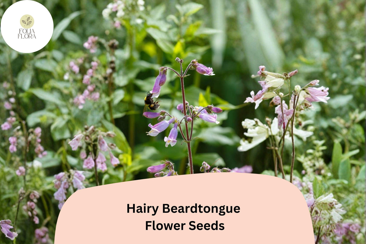 Hairy Beardtongue Seeds – 100 Penstemon hirsutus | Perennial Garden Plant for Pollinator & Meadow Gardens