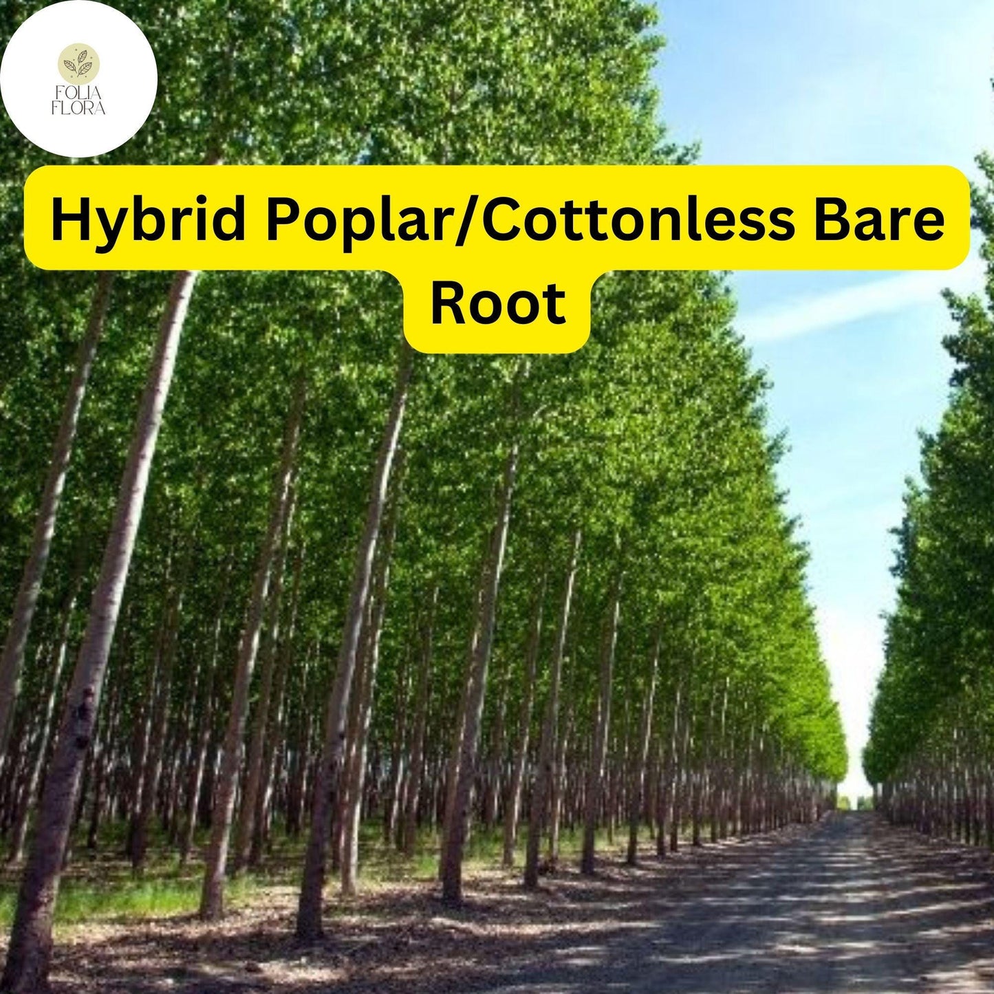 1 Live Bare Root Plant Hybrid Poplar Tree, Cottonless Cottonwood, 2-3 Feet, Fast-Growing Shade Tree