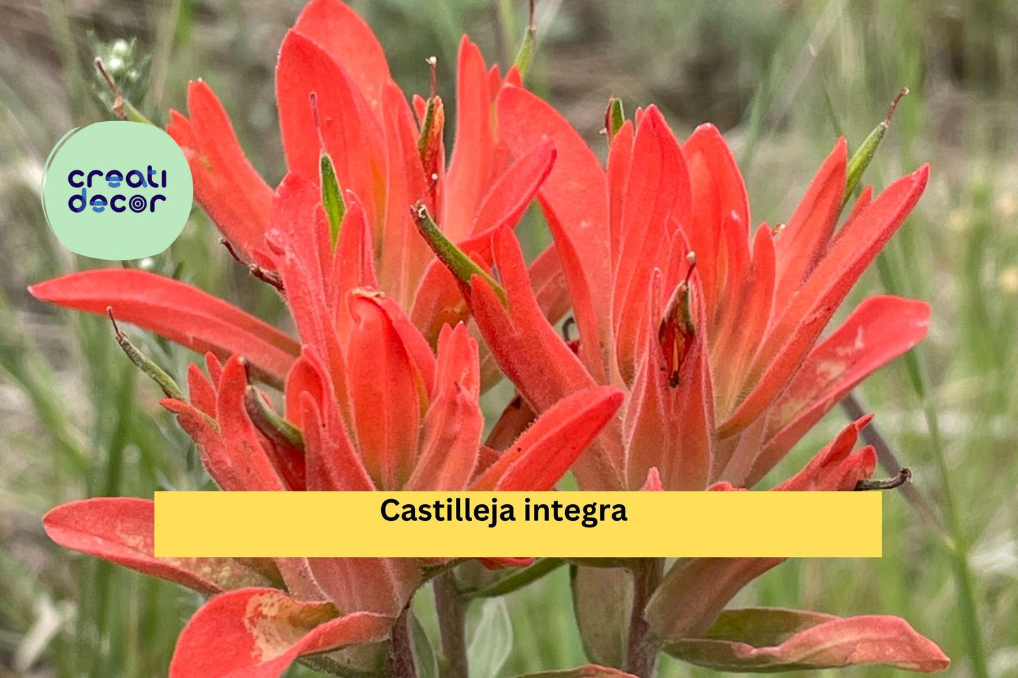 Castilleja integra Seeds (300) – Wholeleaf Indian Paintbrush, Native Perennial Wildflower, Pollinator Plant, Drought Tolerant